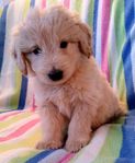 Shepadoodle valpar