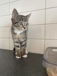 kattungehona