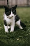 Kattunge hona leveransklar 900kr