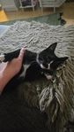 Kattunge
