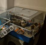 Hamsterbur Ferplast med rör&inredning