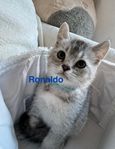 katt