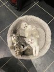 kattungar