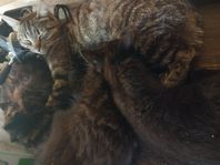 Blandras Kattungar Långhåriga
