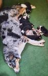 Border collie valpar 