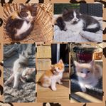 kattungar Ragdoll/Skogis blandning 