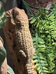 Tokay gecko