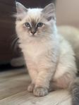 Ragdoll leveransklar