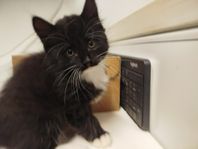 Kattunge Turkish Angora 