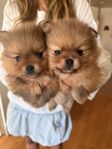 pomeranian vlpar tikar SKK
