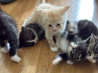 Kattunge till salu – orange, leveransklar 28 augusti