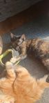 Kattunge 