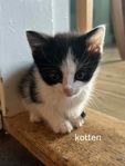 Kattungar