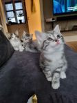 KATTUNGAR 