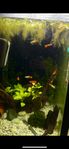Renodlade Albino full red guppy 