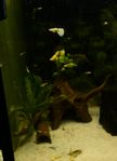 renodlade 24K golden guppy 