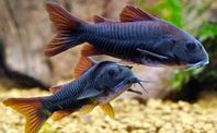 corydoras fisk