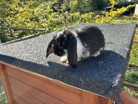 Dvärgvädurskaniner - 10 veckor, söker hem