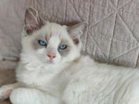 Ragdoll med stamtavla 