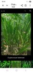 Jag ska köpa Cryptocoryne balansae