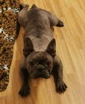 fransk bulldog tik 