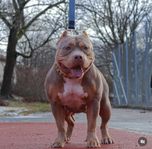American bully standard 