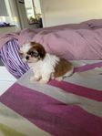 shih tzu valpar 