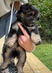 Toypudel/tysk spets mittlespitz valpar (spitzpoo)