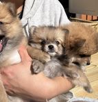 pomeranian/tysk spets mittlespitz valpar