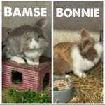2 små kaniner omplaceras