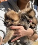 pomeranian/tysk spets mittlespitz valpar 