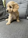 Cockerpoo 