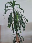 krukväxt Dracena