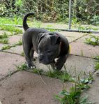American bully micro