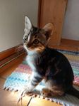Kattungar