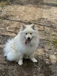 finsk lapphund 