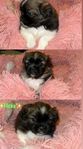 Pekingese valpar