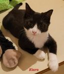 Kattungar