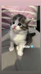 Mix kattungar
