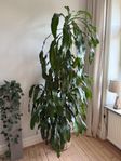 Doftdracena palm/växt