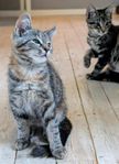 Två kattungar randiga leveransklara