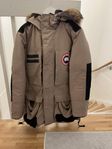 canada goose