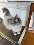 hane ragdoll