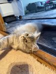 hona brittisk katt