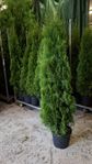 Tujor/thujor/thuja smaragd/Brabant 160-180cm inkl kruka 249