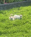 Ragdoll/Birma kattunge