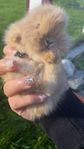 kaninungar hermelin/ lejonhuvvad dvärgteddy lev.klara  24/9