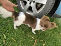 Chihuahua 
