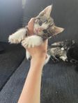 söt kattunge hane