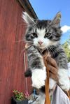 Kattunge ragdollmix